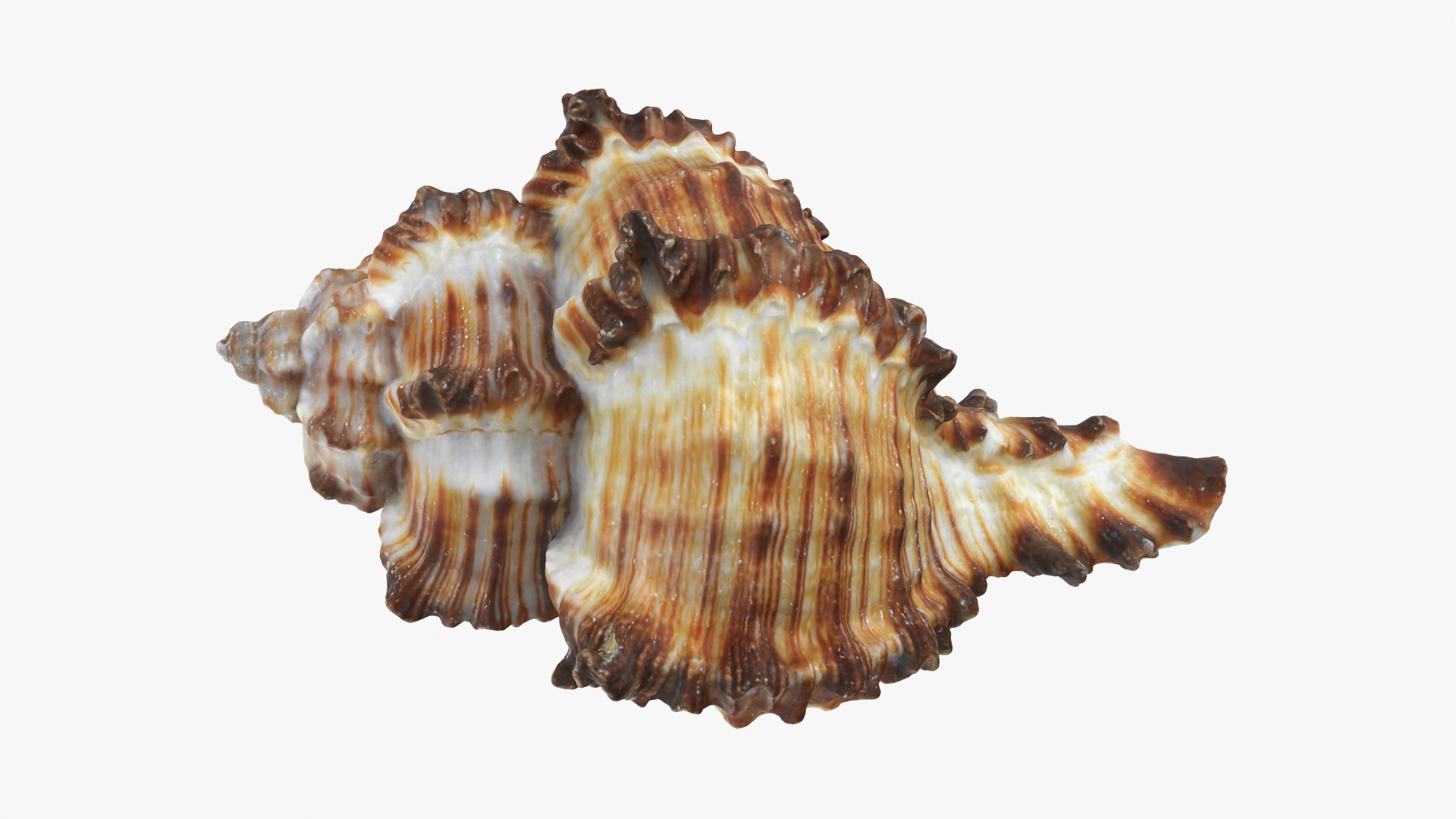 Murex Zebra Raw Scan 3D https://p.turbosquid.com/ts-thumb/ps/nSmEvr/X4/murexzebra_0002/png/1752143926/1920x1080/fit_q87/996bf31d16f4643ac7501bf53945a64c2e333d05/murexzebra_0002.jpg