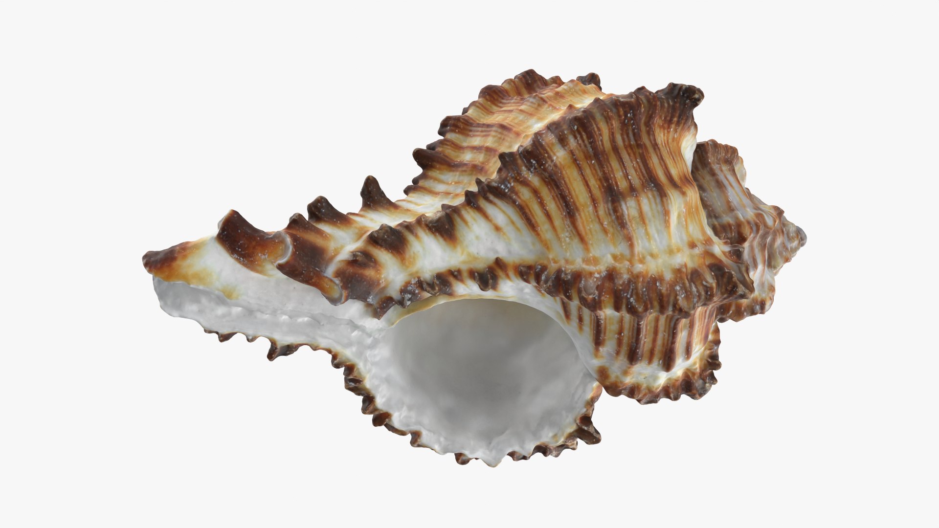 Murex Zebra Raw Scan 3D https://p.turbosquid.com/ts-thumb/ps/nSmEvr/aO/murexzebra_0010/png/1752143936/1920x1080/fit_q87/b4f0a14a95c20e0050048dff4c040390af55073e/murexzebra_0010.jpg