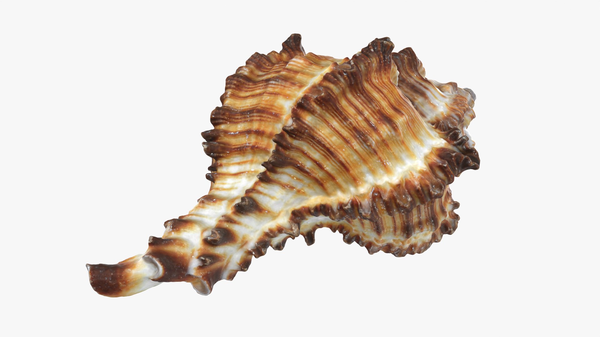 Murex Zebra Raw Scan 3D https://p.turbosquid.com/ts-thumb/ps/nSmEvr/dv/murexzebra_0006/png/1752143932/1920x1080/fit_q87/c966cf0086050fd94692b34f88f26dc2b20aec2e/murexzebra_0006.jpg