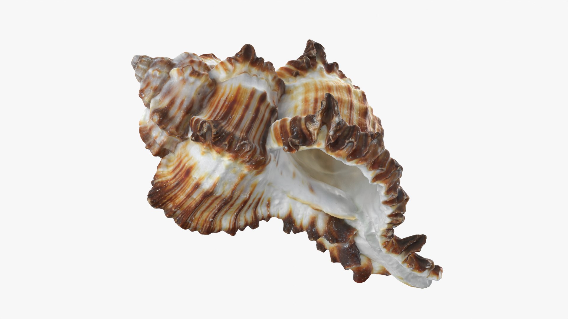Murex Zebra Raw Scan 3D https://p.turbosquid.com/ts-thumb/ps/nSmEvr/rc/murexzebra_0012/png/1752143936/1920x1080/fit_q87/dd1bcafbe6ef1a64011eb3badf75780b1cb6e9d1/murexzebra_0012.jpg