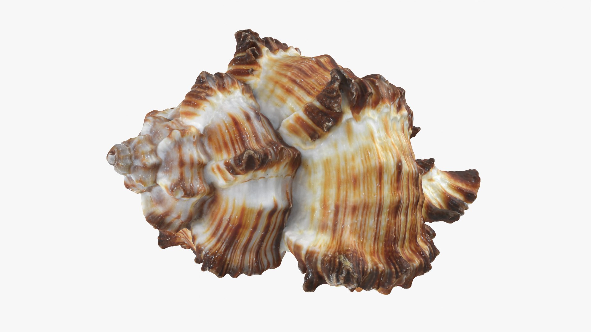 Murex Zebra Raw Scan 3D https://p.turbosquid.com/ts-thumb/ps/nSmEvr/ve/murexzebra_0009/png/1752143934/1920x1080/fit_q87/991062d7f7536c9b93807e2a4d96c53eaf31a60c/murexzebra_0009.jpg