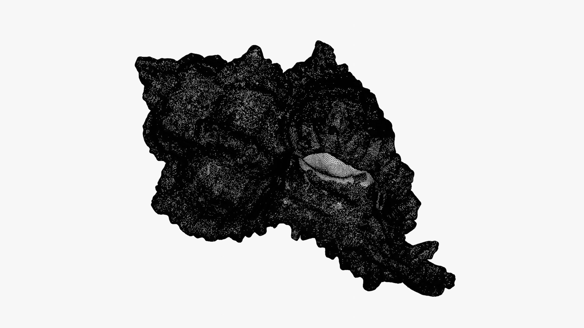 Murex Zebra Raw Scan 3D https://p.turbosquid.com/ts-thumb/ps/nSmEvr/xh/murexzebra_0012b/png/1752143937/1920x1080/fit_q87/074b0cd762d6f78e5d68eb57ab856945686b4084/murexzebra_0012b.jpg