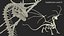 3D Fantasy Dragon Creature and Skeleton Collection