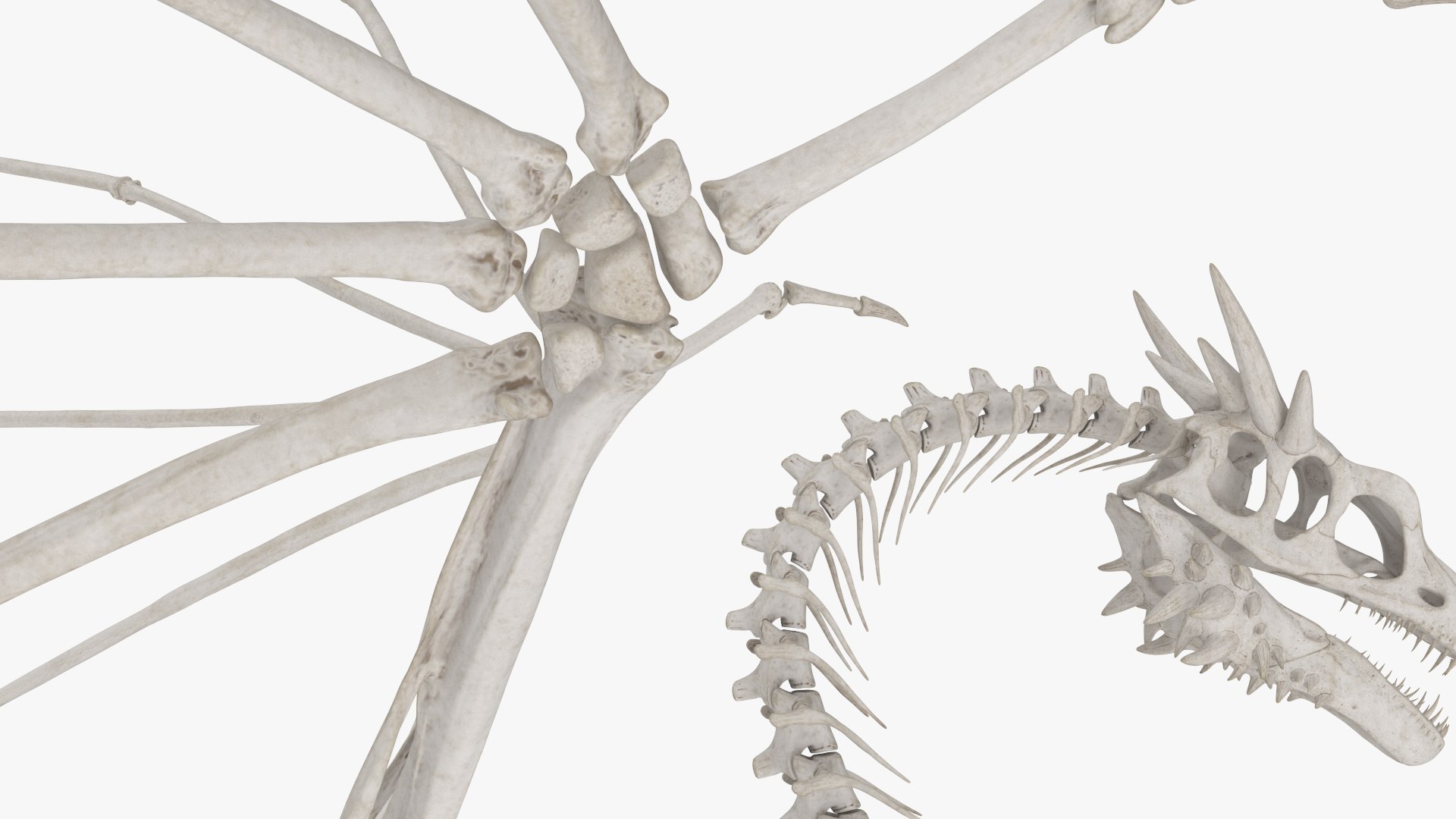 3D Fantasy Dragon Creature and Skeleton Collection https://p.turbosquid.com/ts-thumb/ps/uHYF8t/SP/fantasy_dragon_creature_and_skeleton_collection_009/jpg/1769942422/1920x1080/fit_q87/290596bb3b6bab1d021f3eecec022a2af4a5024a/fantasy_dragon_creature_and_skeleton_collection_009.jpg