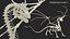 3D Fantasy Dragon Creature and Skeleton Collection