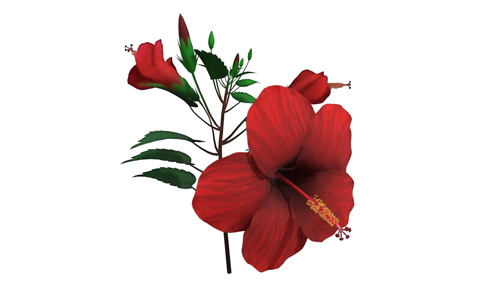 3D Flower Malaysia https://p.turbosquid.com/ts-thumb/pt/1eYjLG/BP/flower_malaysia2/png/1696224029/1920x1080/fit_q87/0569da94afec9253e3ff4bf27b20039f366ab403/flower_malaysia2.jpg