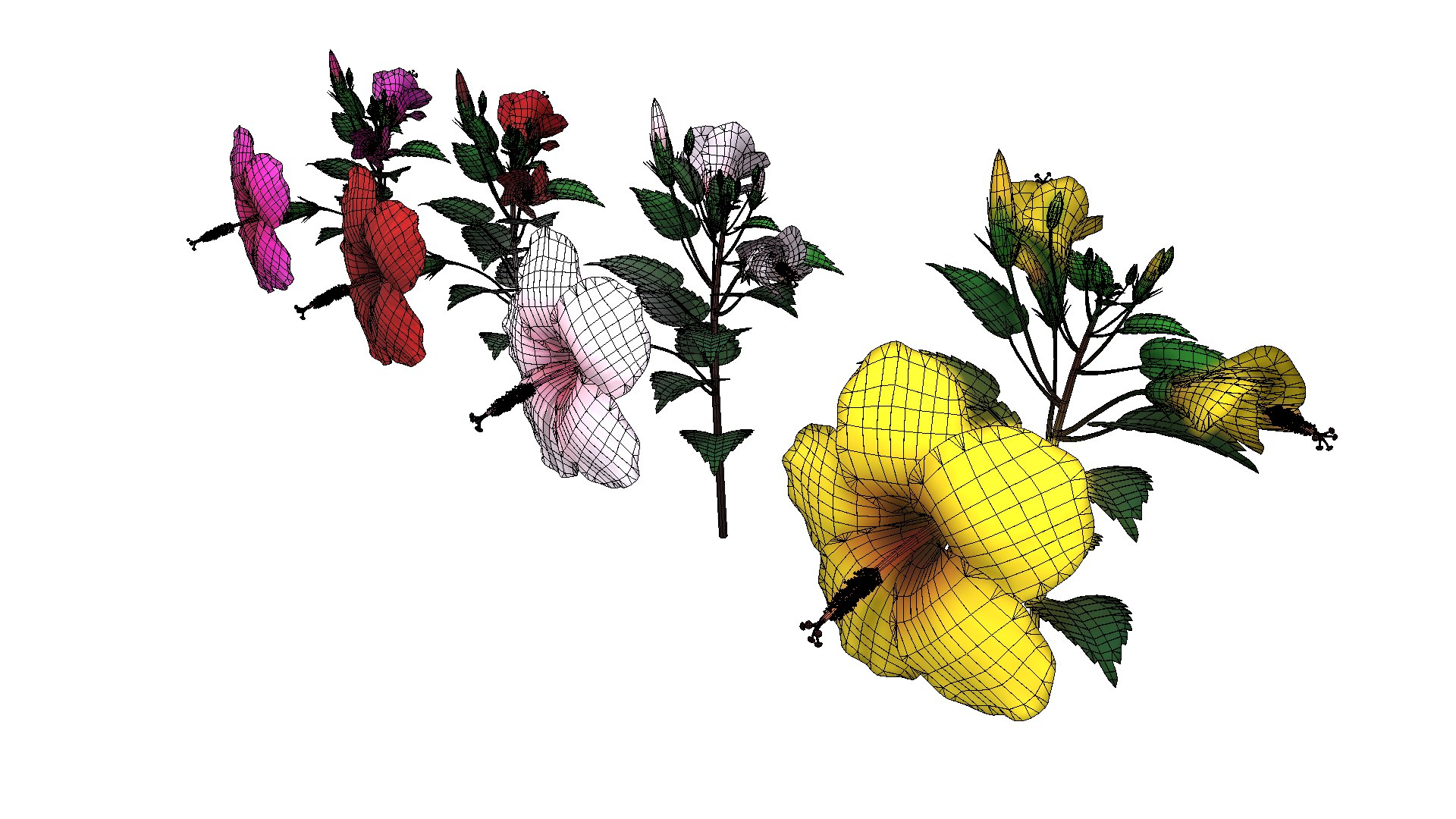 3D Flower Malaysia https://p.turbosquid.com/ts-thumb/pt/1eYjLG/vM/flower_malaysia4/png/1696224023/1920x1080/fit_q87/1b0c1d40b1d482e9809cf9f52b14df1ad9f02fea/flower_malaysia4.jpg