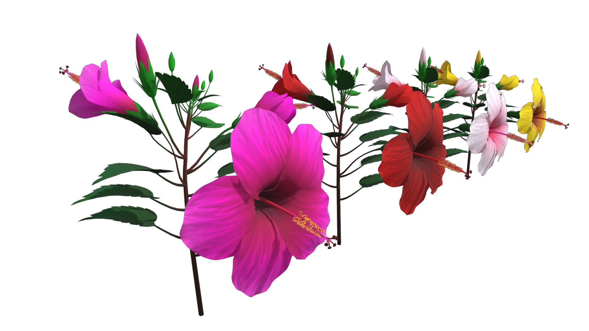 3D Flower Malaysia https://p.turbosquid.com/ts-thumb/pt/1eYjLG/yw/flower_malaysia6/png/1696224024/1920x1080/fit_q87/e867cf6497d37a6c85548f157200327b49f01e5e/flower_malaysia6.jpg