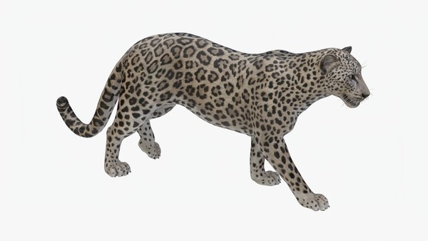 3D Animated Leopard - TurboSquid 1972095