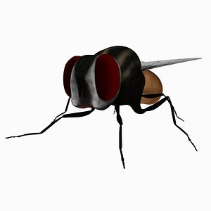 Housefly