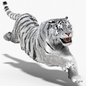 3d tiger amur white cat