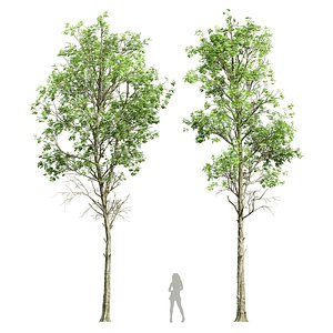 3D Fagus Sylvatica 2 Tree model