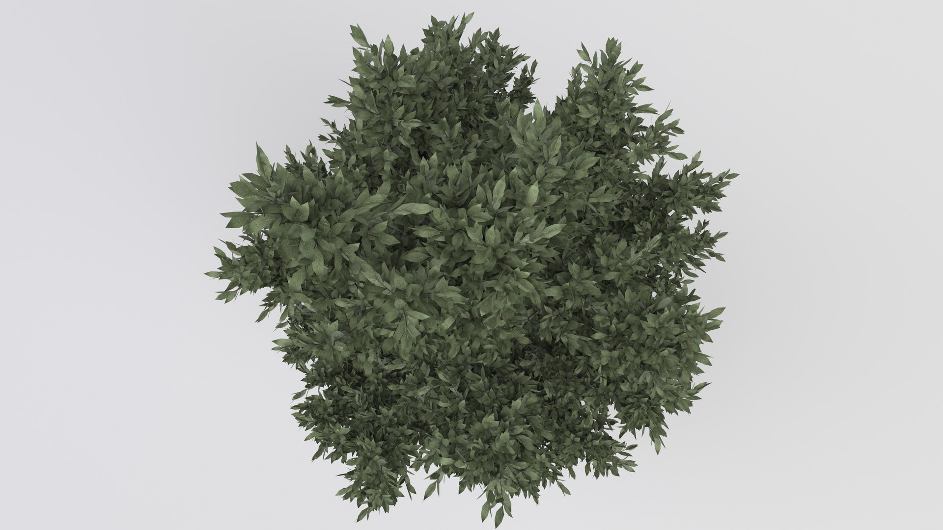 tuscan cypress tree 3D model https://p.turbosquid.com/ts-thumb/pt/Lnguol/eFA0uWg6/3/jpg/1610009141/1920x1080/fit_q87/04ff369be0a80075a40fc49c3514230cfd260903/3.jpg
