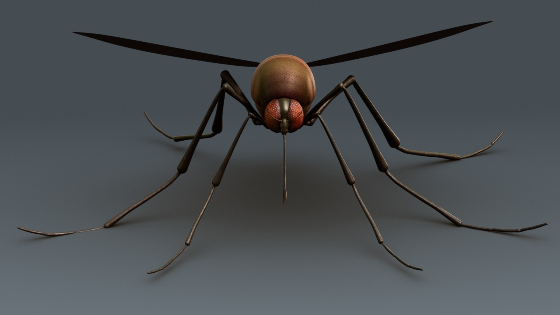 Mosquito 3d Model