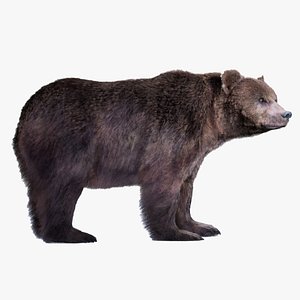 Bear Rig UNREAL project plus Maya base rig 3D