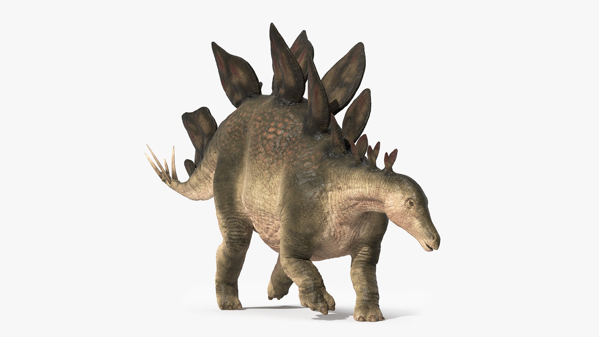 Stegosaurus 3D Dinosaur