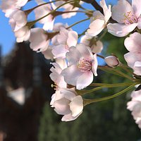 Sakura Cherry Blossom Branch Pink