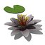 water lily