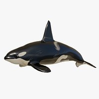 killer whale