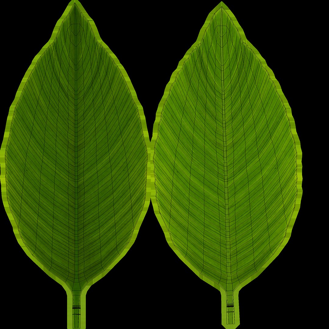 Spathiphyllum plant with modern ceramic pots model https://p.turbosquid.com/ts-thumb/pu/9E8BHD/32/spathiphyllum_uv/png/1723458231/1920x1080/fit_q87/442b7740f85155447ef8d5346560805a101eedc3/spathiphyllum_uv.jpg