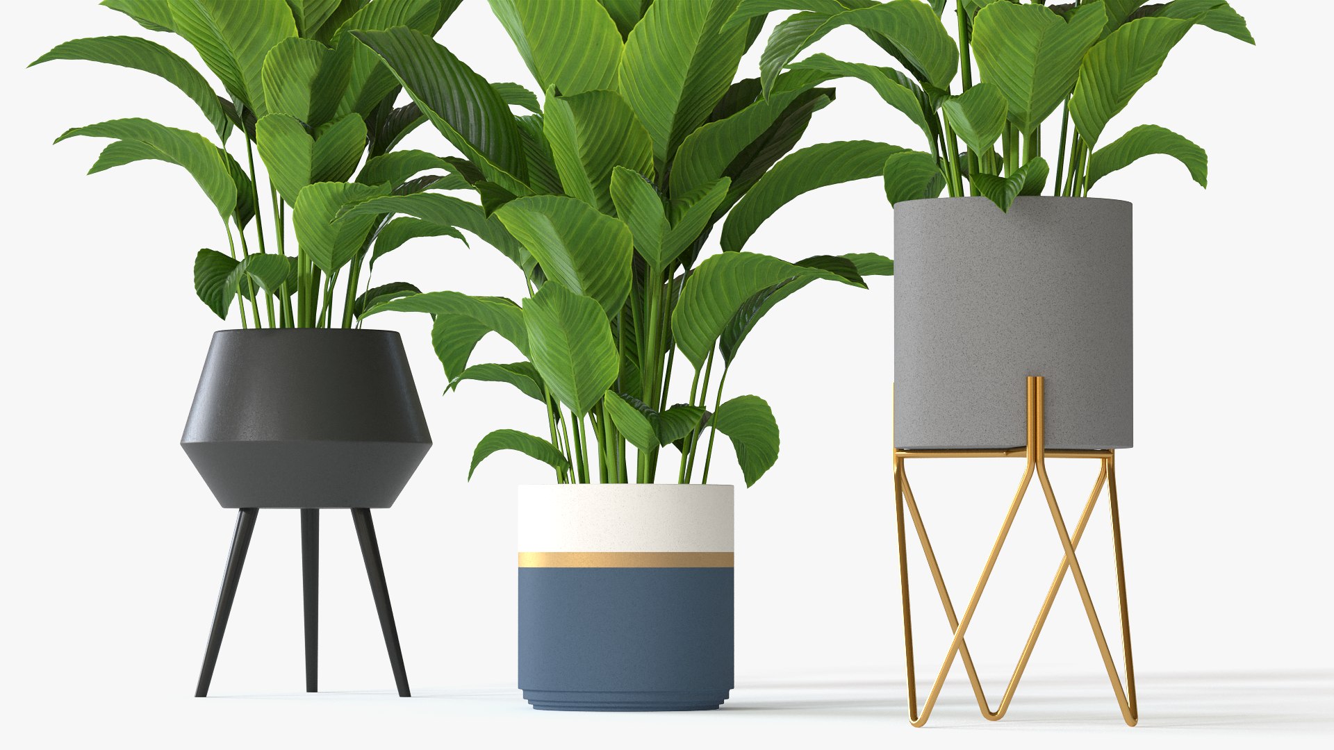 Spathiphyllum plant with modern ceramic pots model https://p.turbosquid.com/ts-thumb/pu/9E8BHD/4O/spathiphyllum_05/png/1643384135/1920x1080/fit_q87/26ba53184c8a7a3ba3bbe68391bc92ed253c2c32/spathiphyllum_05.jpg