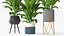Pianta di Spathiphyllum con moderni vasi in ceramica