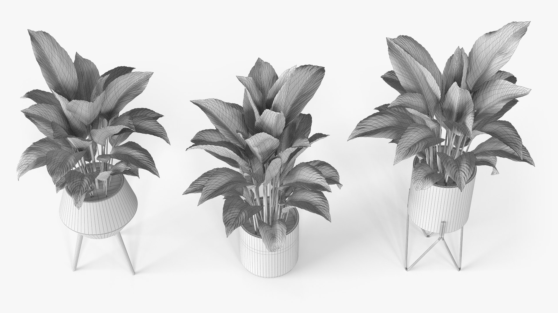 Spathiphyllum plant with modern ceramic pots model https://p.turbosquid.com/ts-thumb/pu/9E8BHD/BC/spathiphyllum_wireframe/png/1643381922/1920x1080/fit_q87/312abe39938584adb98483cb15d3422baf319b39/spathiphyllum_wireframe.jpg