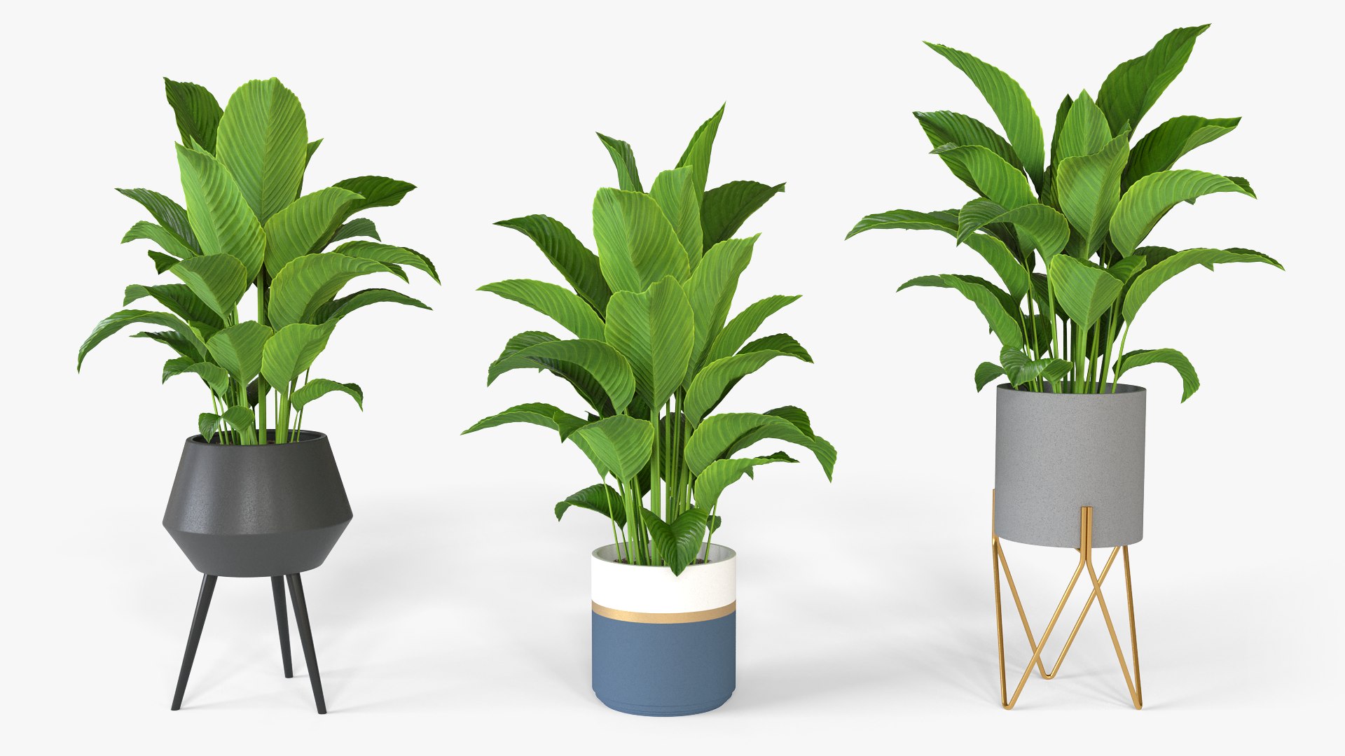 Spathiphyllum plant with modern ceramic pots model https://p.turbosquid.com/ts-thumb/pu/9E8BHD/Ni/spathiphyllum_01/png/1643371103/1920x1080/fit_q87/438f7efa7fcdc17a9c55805b4600f78efd58fbdb/spathiphyllum_01.jpg