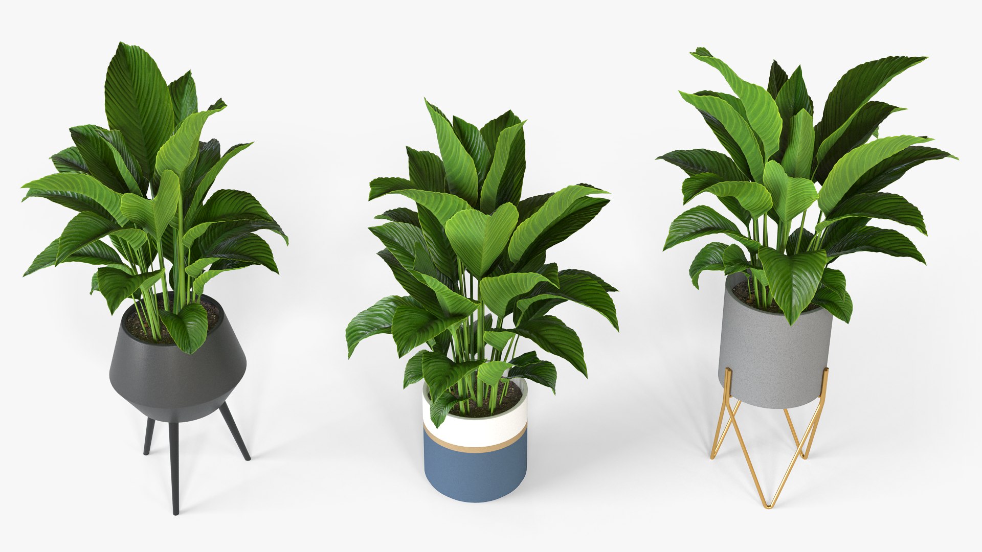 Spathiphyllum plant with modern ceramic pots model https://p.turbosquid.com/ts-thumb/pu/9E8BHD/Qg/spathiphyllum_04/png/1643383446/1920x1080/fit_q87/3ce59533c52cf15b7d0077da859a157afacc4ade/spathiphyllum_04.jpg