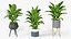 Pianta di Spathiphyllum con moderni vasi in ceramica