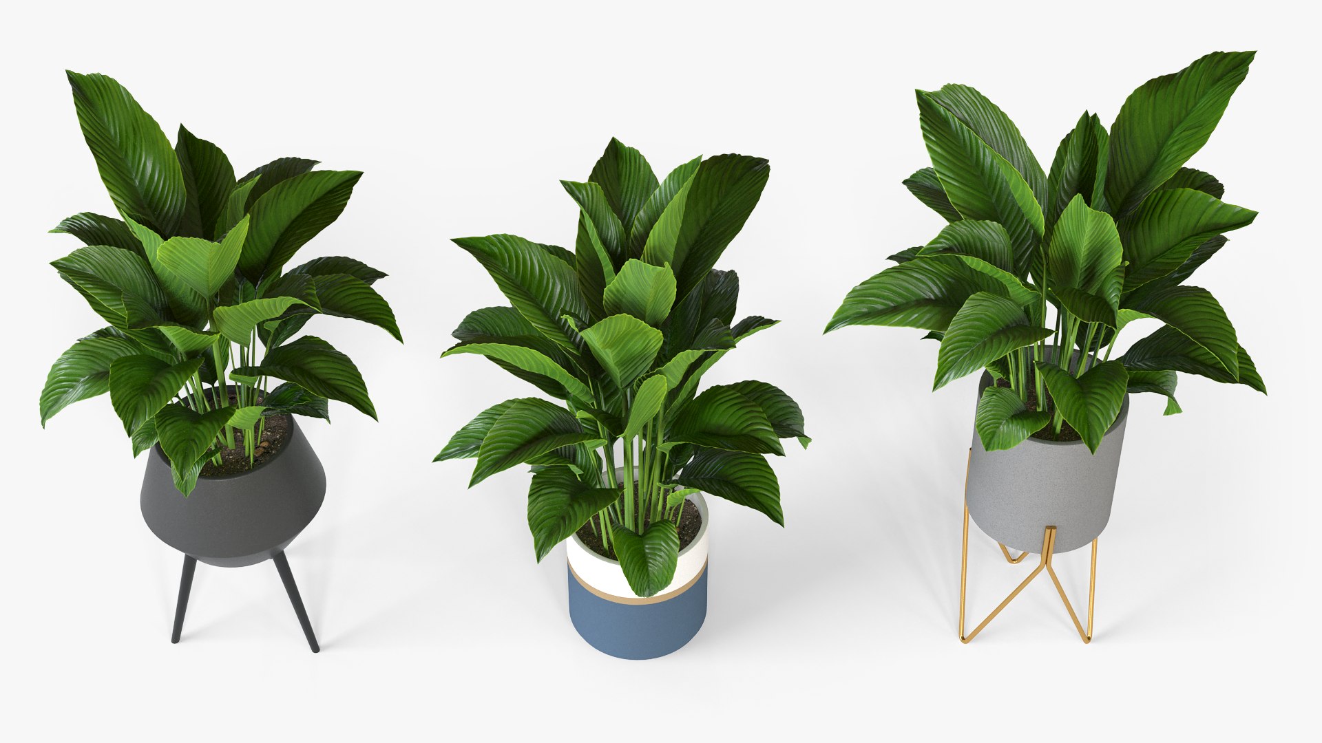 Spathiphyllum plant with modern ceramic pots model https://p.turbosquid.com/ts-thumb/pu/9E8BHD/vt/spathiphyllum_02/png/1643371103/1920x1080/fit_q87/9ce6197d53cb56b05d7ebfc1e992a2a9c6a9d7ff/spathiphyllum_02.jpg