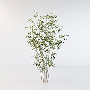 Fraxinus griffithii Tree 2