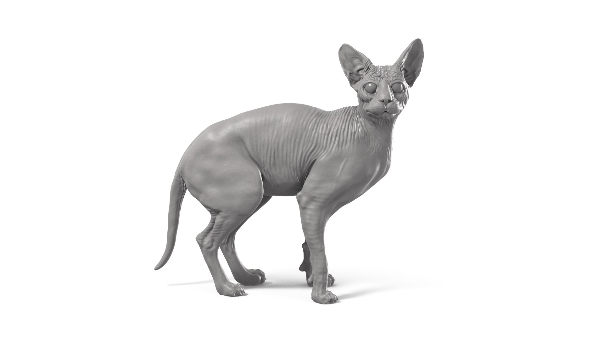 3D Sphynx Cat https://p.turbosquid.com/ts-thumb/pu/RnSgLc/00/sphynx_cat_camera08/png/1719500058/1920x1080/fit_q87/615630fb23500dc9b44741fb3f68bf954b335c6c/sphynx_cat_camera08.jpg