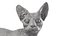 Sphynx Cat