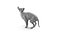 Sphynx Cat