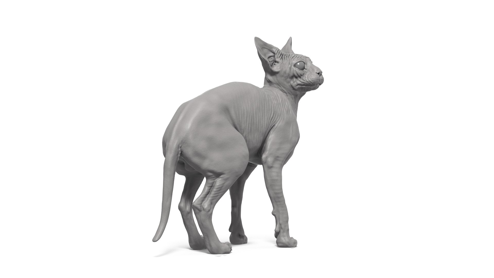3D Sphynx Cat https://p.turbosquid.com/ts-thumb/pu/RnSgLc/M8/sphynx_cat_camera04/png/1719500057/1920x1080/fit_q87/09a3841c0820bdb64b7aa41b81e3f043d6db44d8/sphynx_cat_camera04.jpg