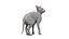 Sphynx Cat