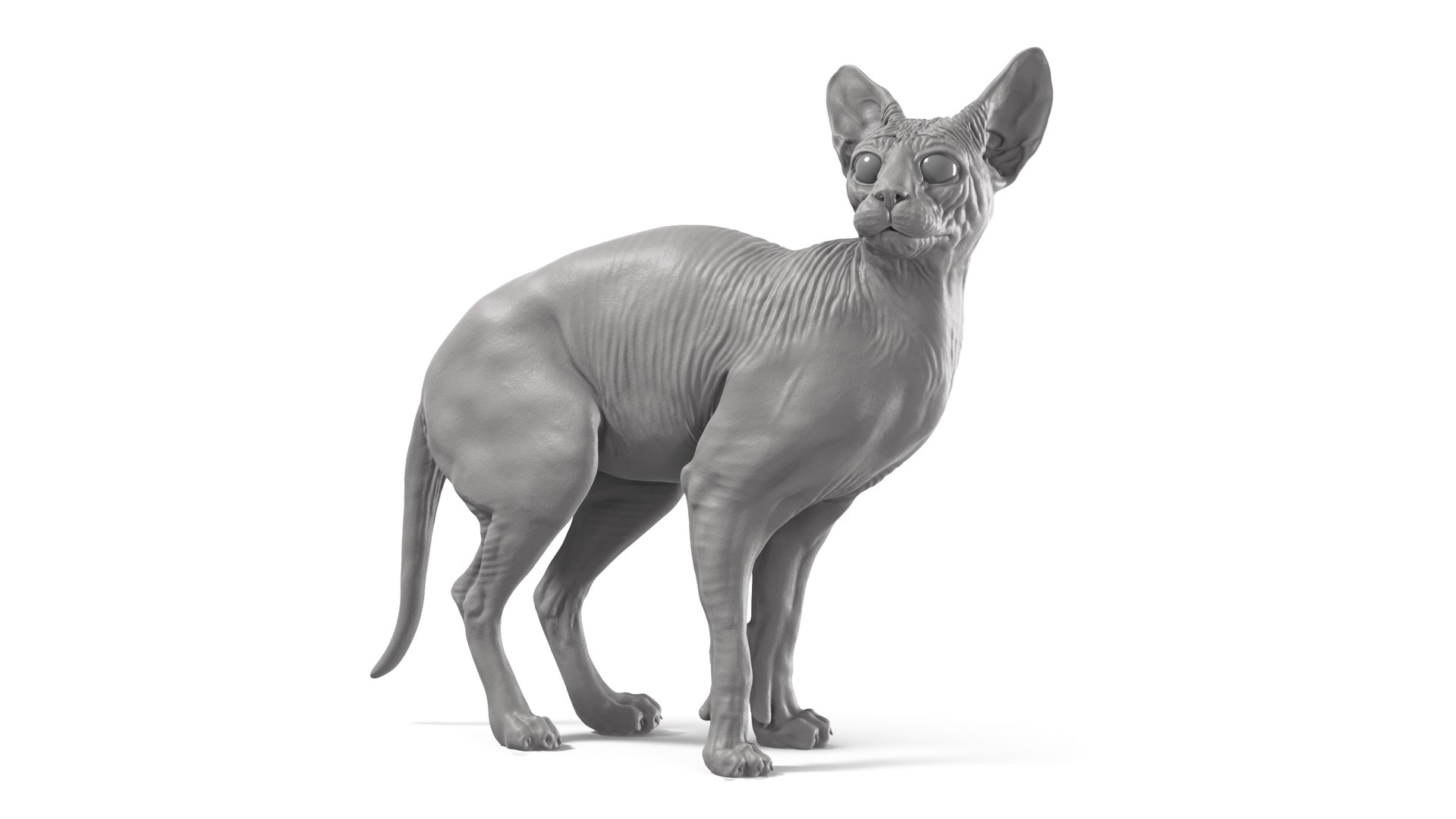 3D Sphynx Cat https://p.turbosquid.com/ts-thumb/pu/RnSgLc/Pc/sphynx_cat_camera01w/png/1719500056/1920x1080/fit_q87/0c62ea7846adee84ffbd962927085137383a663a/sphynx_cat_camera01w.jpg