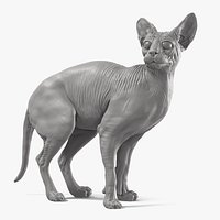 Sphynx Cat