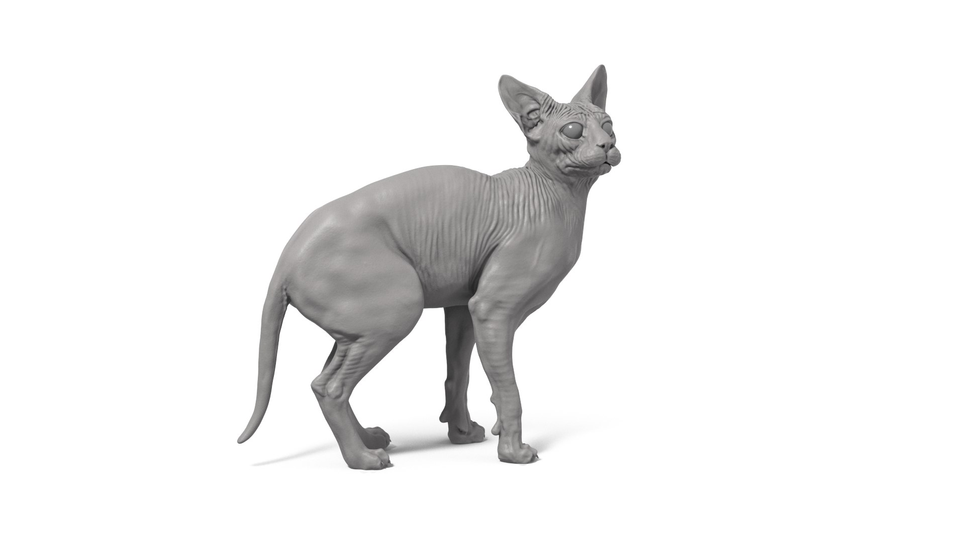 3D Sphynx Cat https://p.turbosquid.com/ts-thumb/pu/RnSgLc/dV/sphynx_cat_camera03/png/1719500056/1920x1080/fit_q87/a29f112d0fcb248e3d5b2872776c56869ecd05b1/sphynx_cat_camera03.jpg