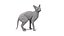 Sphynx Cat