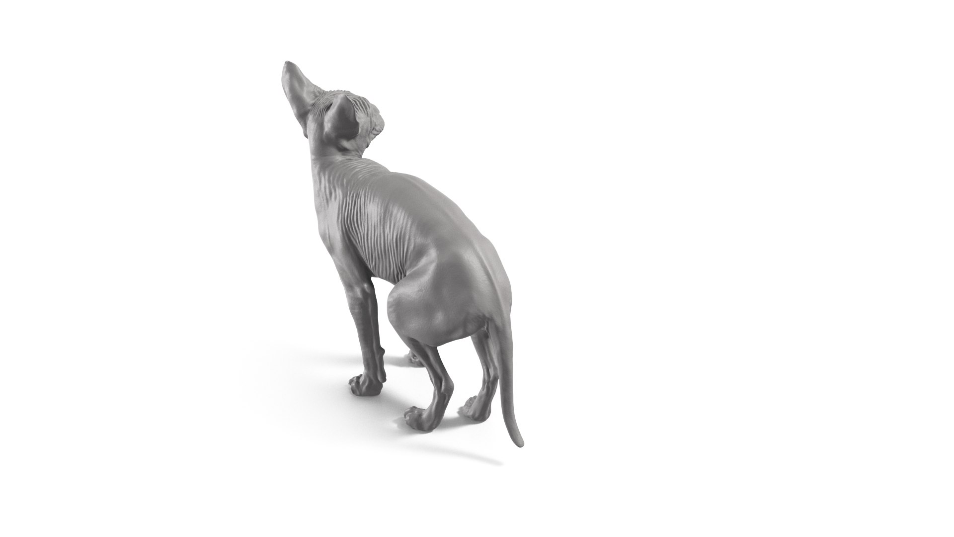 3D Sphynx Cat https://p.turbosquid.com/ts-thumb/pu/RnSgLc/kE/sphynx_cat_camera05b/png/1719500057/1920x1080/fit_q87/e33a2a7f01171a61c13a8a1fa2af1c685647c6d2/sphynx_cat_camera05b.jpg