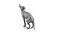 Sphynx Cat