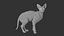 Sphynx Cat