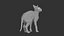 Sphynx Cat