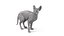 Sphynx Cat