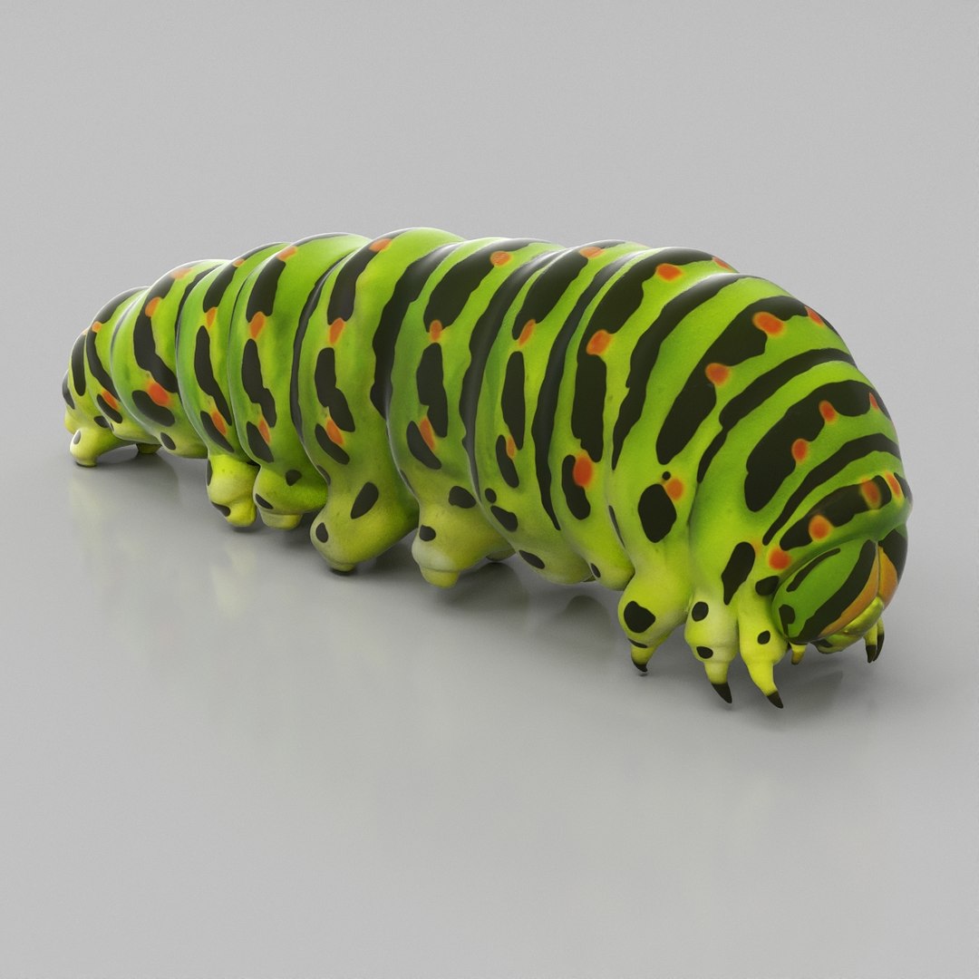 Caterpillar Crawling Animated Rigged for Maya 3D model preview