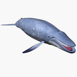 Blue Whale
