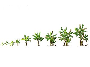 Musa acuminata  - Cavendish banana