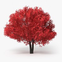 Realistic Lowpoly Red Maple Foliage Tree
